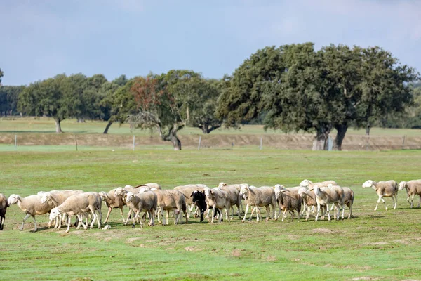 Otlakta Otlayan Koyun Sürüsü — Stok fotoğraf