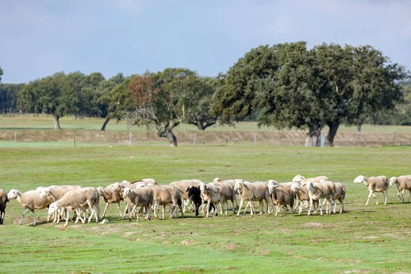 Fårhjord Som Betar Ängen — Stockfoto