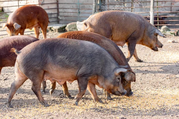 Porcs Ibériques Pâturant Dans Une Ferme Campagne Estrémadure — Photo