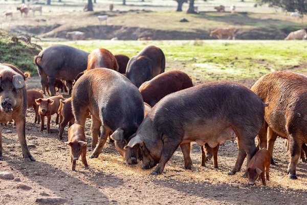Suínos Ibéricos Pastando Uma Fazenda Interior Estremadura — Fotografia de Stock