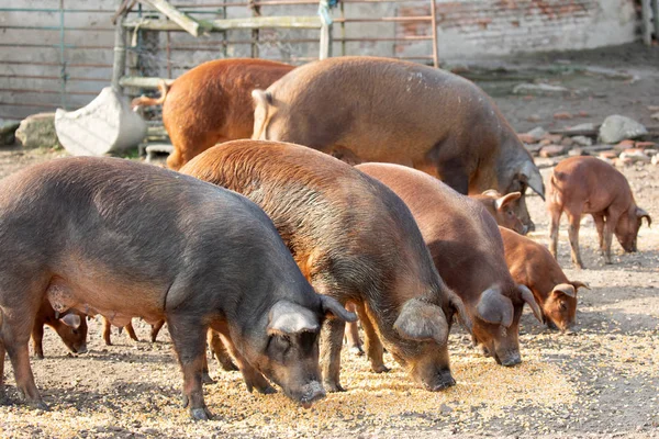 Iberische Varkens Grazen Een Boerderij Het Platteland Van Extremadura — Stockfoto