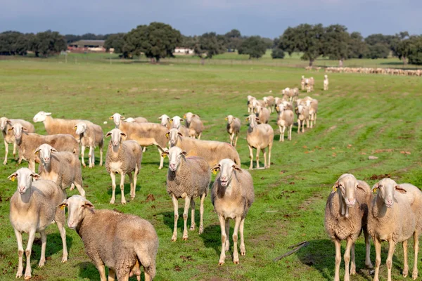 Flock Sheep Grazing Meadow — Stock Photo, Image