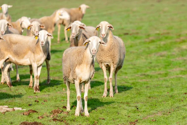 Troupeau Moutons Paissant Dans Prairie — Photo