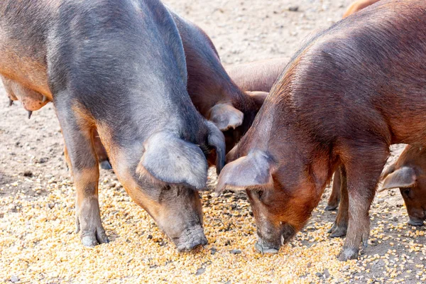 Cerdos Ibéricos Pastando Una Granja Campo Extremadura —  Fotos de Stock