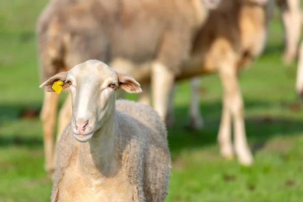 Flock Sheep Grazing Meadow — Stock Photo, Image