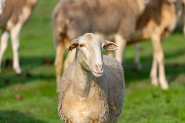 Flock Sheep Grazing Meadow — Stock Photo, Image