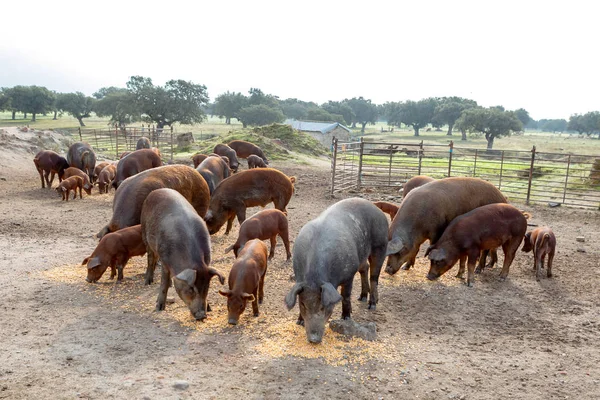 Ber Domuz Extremadura Kırsalında Bir Gruptaki Otlatma — Stok fotoğraf