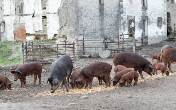 Ber Domuz Extremadura Kırsalında Bir Gruptaki Otlatma — Stok fotoğraf