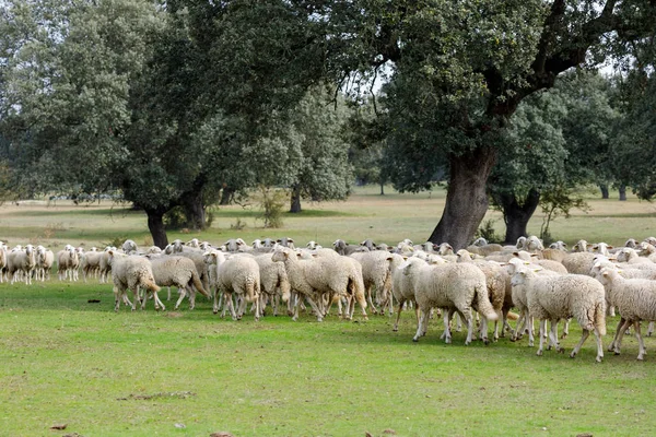 Rebaño Ovejas Pastando Campo — Foto de Stock