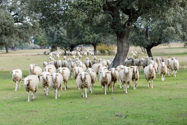 Owce Pasące Się Wsi — Zdjęcie stockowe