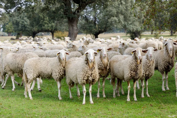 Flock of sheep grazing in the countryside