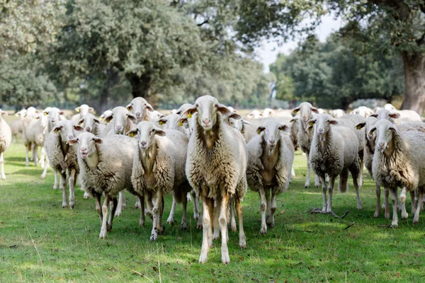 Rebaño Ovejas Pastando Campo — Foto de Stock