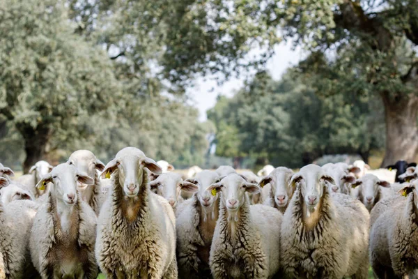 Flock Sheep Grazing Countryside — стокове фото