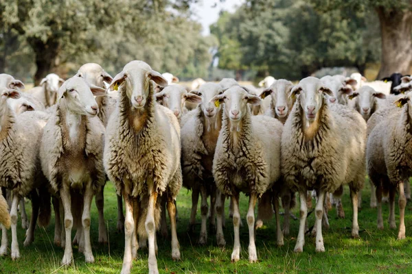 Κοπάδι Πρόβατα Που Βόσκουν Στην Ύπαιθρο — Φωτογραφία Αρχείου