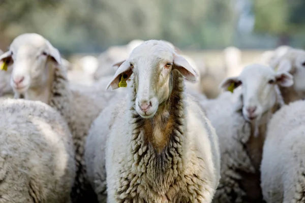 Kudde Schapen Grazen Het Platteland — Stockfoto