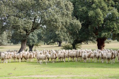 kırsal alanda otlayan koyun sürüsü