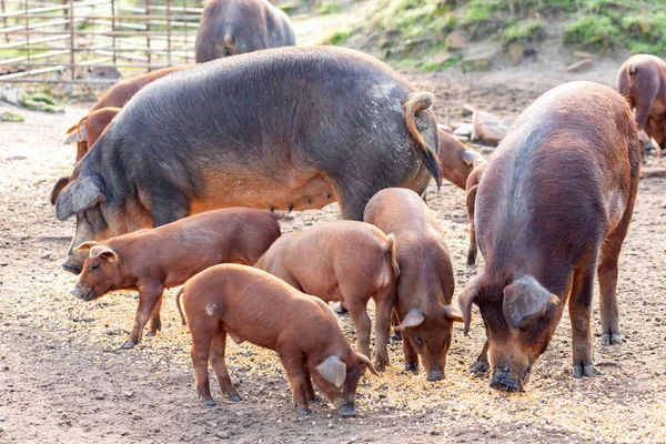Porcs Ibériques Pâturant Dans Une Ferme Campagne Estrémadure — Photo