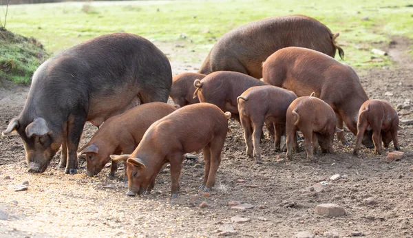 在埃斯特雷马杜拉农村的一个农场里放牧的伊比利亚猪 — 图库照片