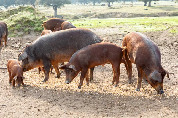 Pastviny Farmě Krajině Extremadura Iberských Prasat — Stock fotografie