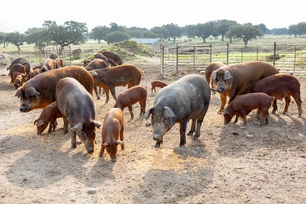 Иберийские Свиньи Пасутся Ферме Сельской Местности Эстремадуры — стоковое фото