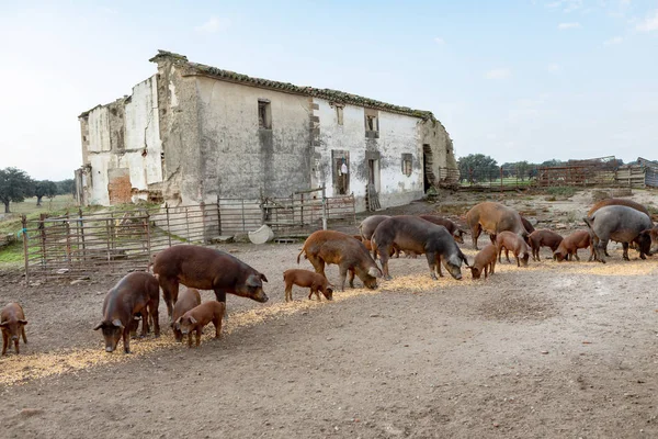Suínos Ibéricos Pastando Uma Fazenda Interior Estremadura — Fotografia de Stock