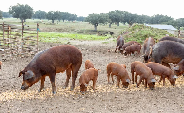 Cerdos Ibéricos Pastando Una Granja Campo Extremadura — Foto de Stock