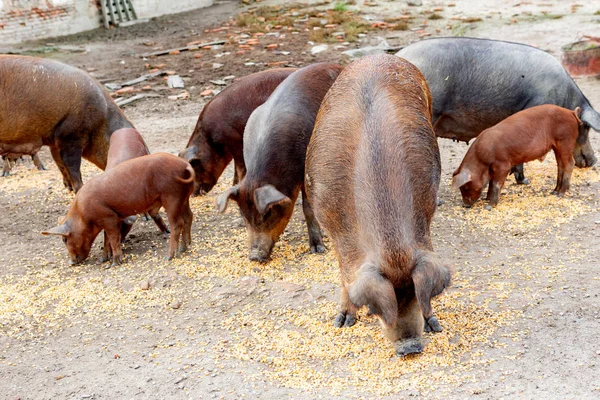 Cerdos Ibéricos Pastando Una Granja Campo Extremadura — Foto de Stock