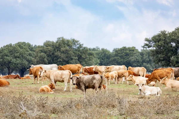 Viele Kühe Auf Der Weide — Stockfoto
