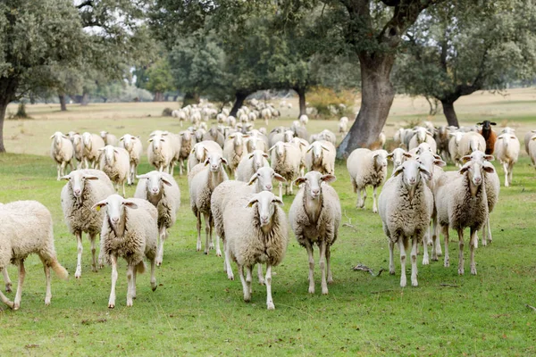 Flock Sheep Grazing Countryside — стокове фото