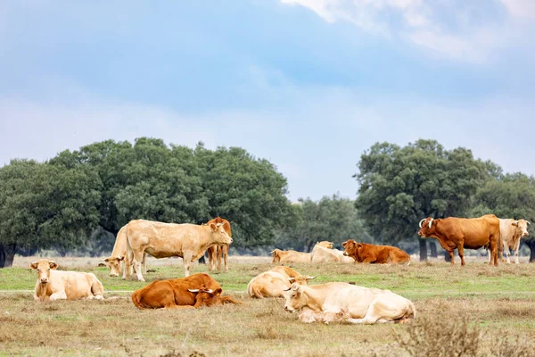 Muitas Vacas Pastando Campo — Fotografia de Stock