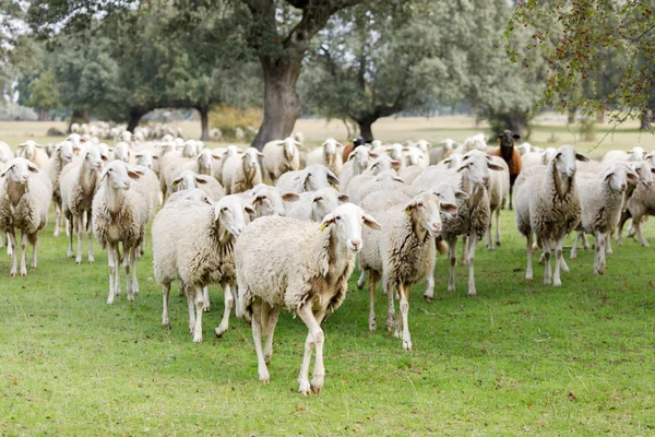 群羊放牧在农村 — 图库照片