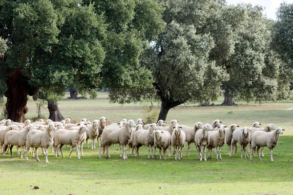 Flock Sheep Grazing Countryside — стокове фото