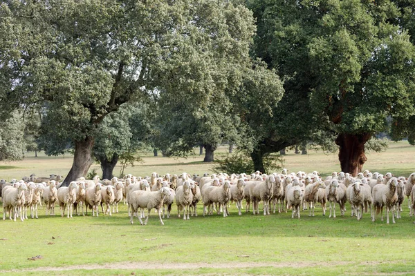 Flock Sheep Grazing Countryside — стокове фото