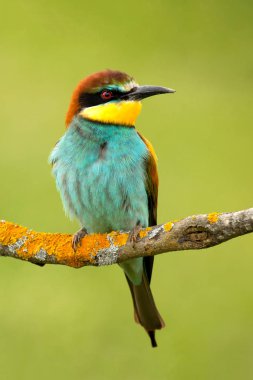 Yanlara bakan renkli bir kuşun portresi