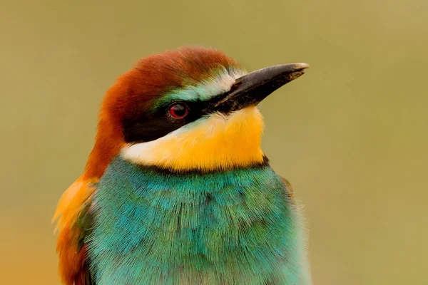 Yanlara Bakan Renkli Bir Kuşun Portresi — Stok fotoğraf