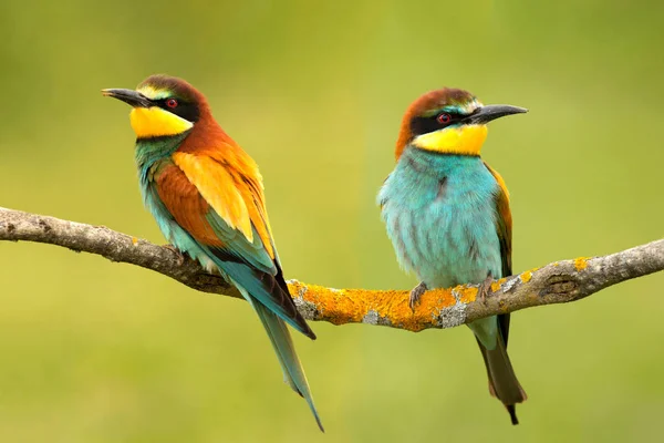 Par Abejorros Posados Una Rama Mirando Lado Diferente — Foto de Stock