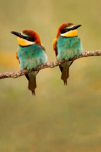 Couple Bee Eaters Perched Branch Looking Different Side — Stock Photo, Image