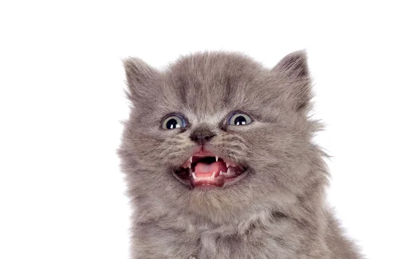 Funny Grey Persian Cat Meowing Islated White Background — Stock Photo, Image