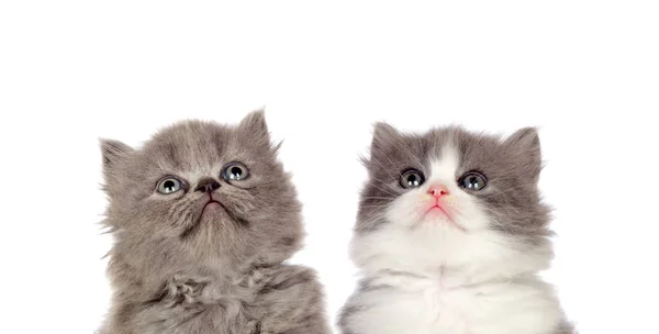 Dois Gatos Engraçados Cinza Olhar Para Cima Isolado Fundo Branco — Fotografia de Stock
