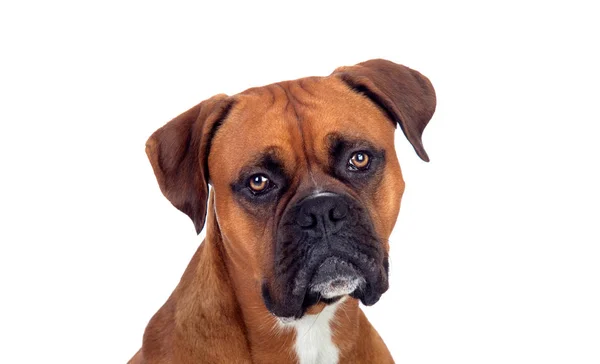 Retrato Boxeador Adulto Marrom Olhando Para Câmera Isolada Fundo Branco — Fotografia de Stock