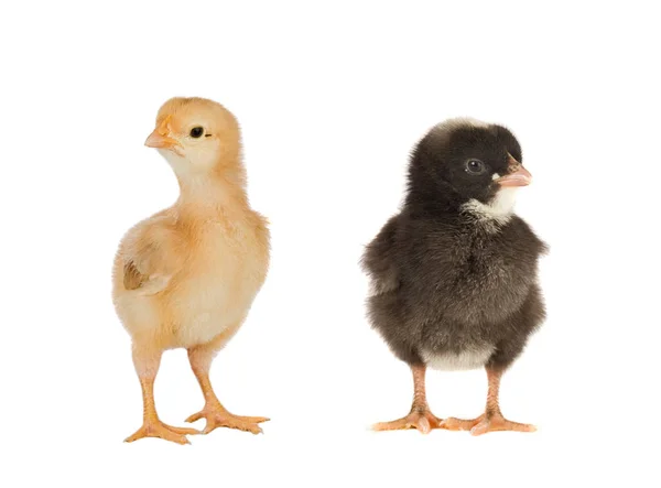 Möte Kycklingar Svart Och Gul — Stockfoto