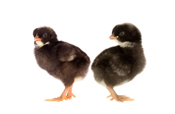 Meeting Two Black Chickens Back Back — Stock Photo, Image