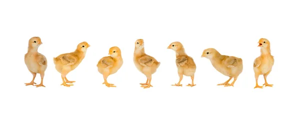 Meeting Chickens Seven Yellow Chickens Easter — Stock Photo, Image