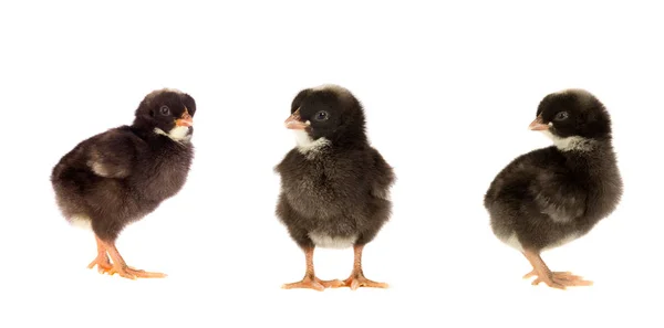 Ontmoeting Van Drie Zwarte Kippen Bij Pasen — Stockfoto