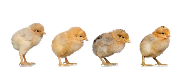 Treffen Von Vier Gelben Hühnern Die Auf Dieselbe Seite Schauen — Stockfoto
