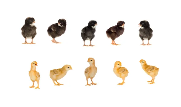 Meeting Chickens Five Black Five Yellow — Stock Photo, Image