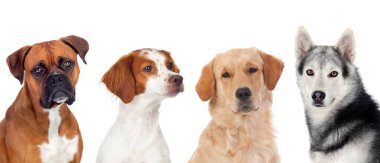 Beyaz bir arka plan üzerinde izole kamera bakarak değişik köpekler