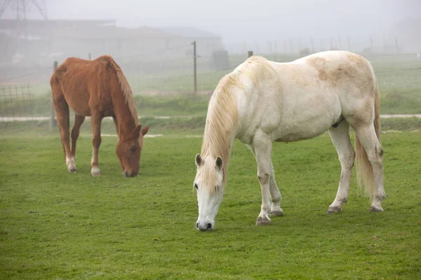 Caballos Pastando Campo Día Niebla —  Fotos de Stock