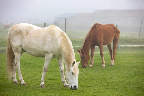 Άλογα Που Βόσκουν Στην Άκρη Μια Μέρα Ομίχλη — Φωτογραφία Αρχείου