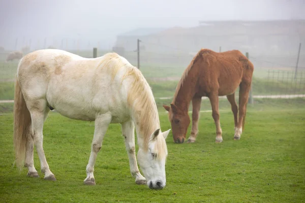 Caballos Pastando Campo Día Niebla —  Fotos de Stock